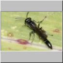 Trypoxylon sp - Grabwespe 01a 11mm.jpg